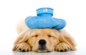 News Sick As a Dog? 5 Simple Remedies to Get You Back on Your Feet! for College Students