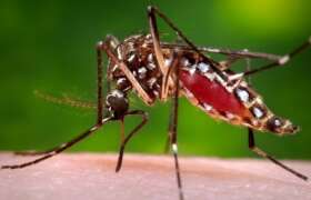 News Everything You Need to Know About the Zika Virus  for College Students