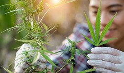 Central Online Courses Cannabis Cultivation and Processing for Central College Students in Pella, IA