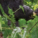 Student Travel Rwanda & Uganda Gorilla Discovery for College Students