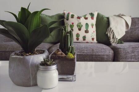 plant, cactus, pillow, couch, decoration, decor, table, room